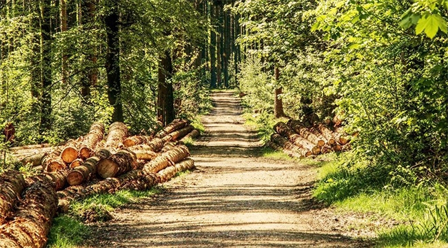 Orman yolu ve büyük onarım işi yaptırılacak