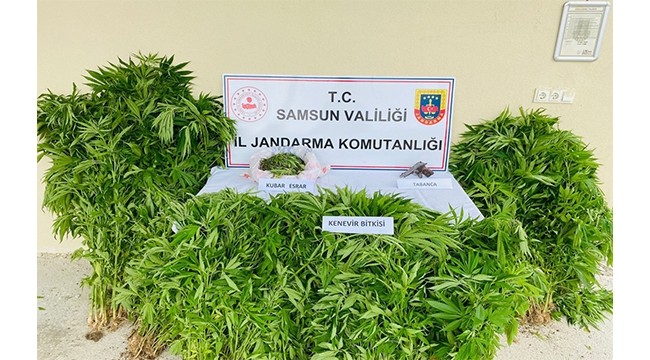 Ormanda 877 kök kenevir ele geçirildi