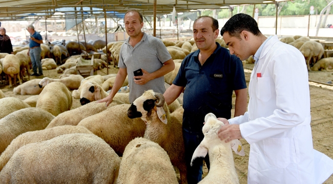 Seyhan’da 4 bin kesim yapıldı