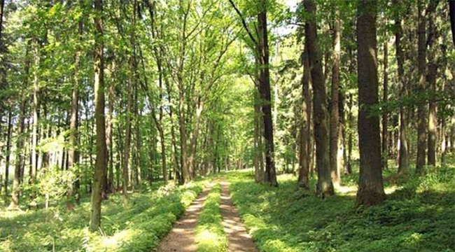 Yeni orman yolu yaptırılacak