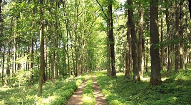 Yeni orman yolu yaptırılacak