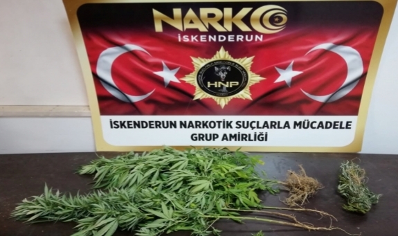 166 kök Hint keneviri ele geçirildi