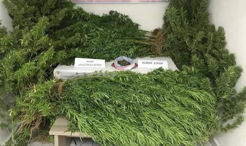 172 kök Hint keneviri ele geçirildi