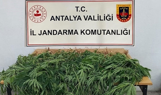 30 kök kenevir ele geçirildi