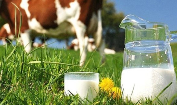 Süt üreticisi yeni fiyat ve 1 TL prim bekliyor