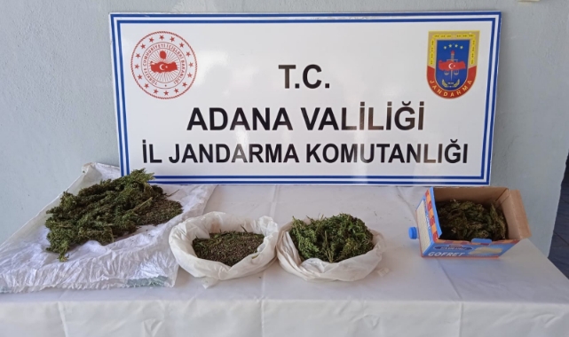 211 kök Kenevir bitkisi ele geçirildi