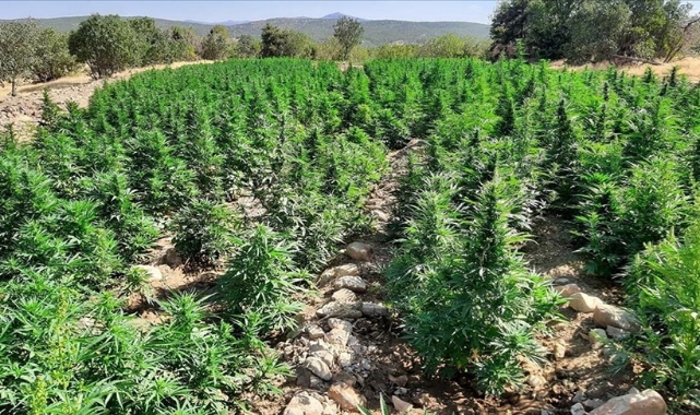 450 kilogram toz esrar ele geçirildi