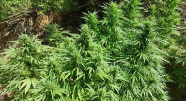 91 kök Hint keneviri ele geçirildi