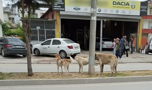Ceyhan'da Sokak Köpekleri Tehlike Yaratıyor