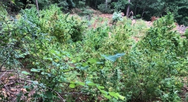 Hazine arazisine ekili 17 bin 938 kök skunk ele geçirildi