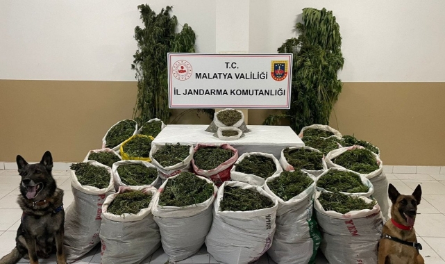 Kayısı bahçesinde 232 kilogram esrar ele geçirildi