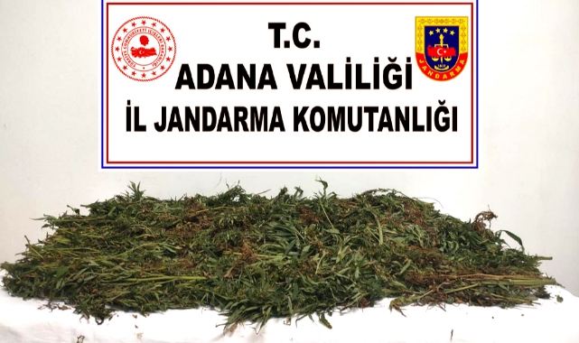 Ormanlık alanda ekili 134 Hint keneviri ele geçirildi