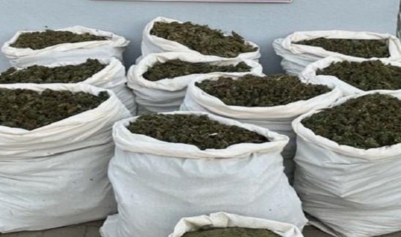 3 milyon 185 bin 445 kök kenevir ele geçirildi