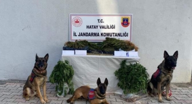 728 kök kenevir ve 7 kilogram esrar ele geçirildi