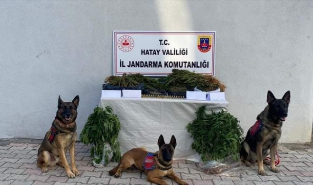 728 kök kenevir ve 7 kilogram esrar ele geçirildi