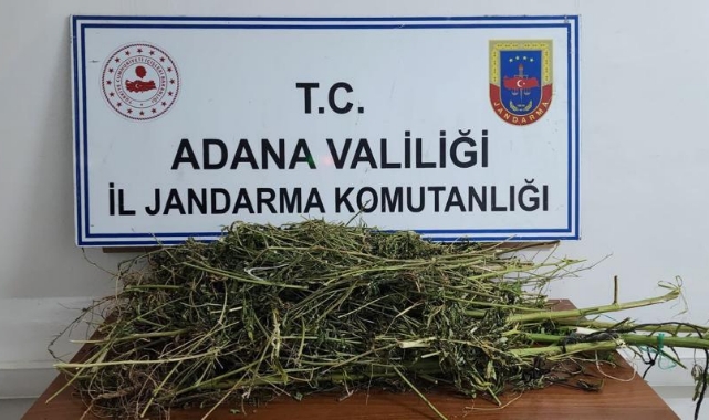 Adana'da 10 kök Hint keneviri ele geçirildi