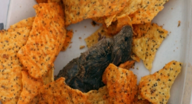 Cips paketinden ölü fare çıktı!