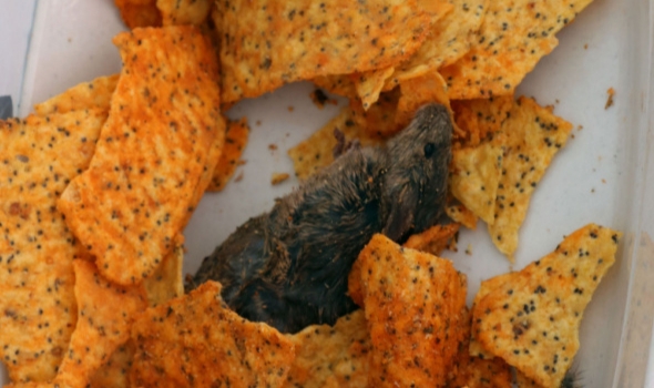 Cips paketinden ölü fare çıktı!