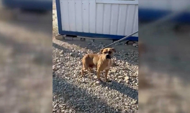 Pitbullu parka bırakıp kaçan kişiye 40 bin lira para cezası