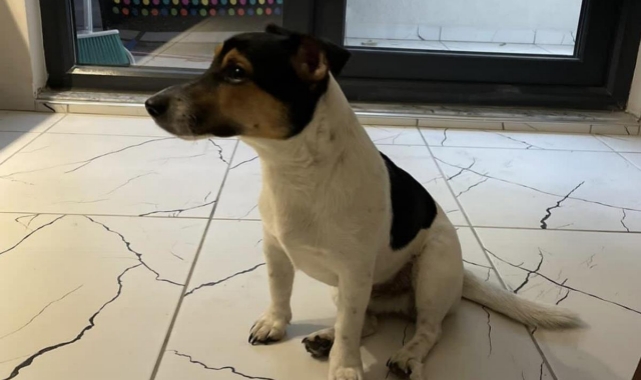 Köpeği getirene 500 dolar ödül