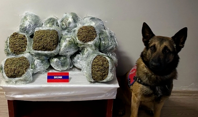 20 kilo 500 gram skunk ele geçirildi