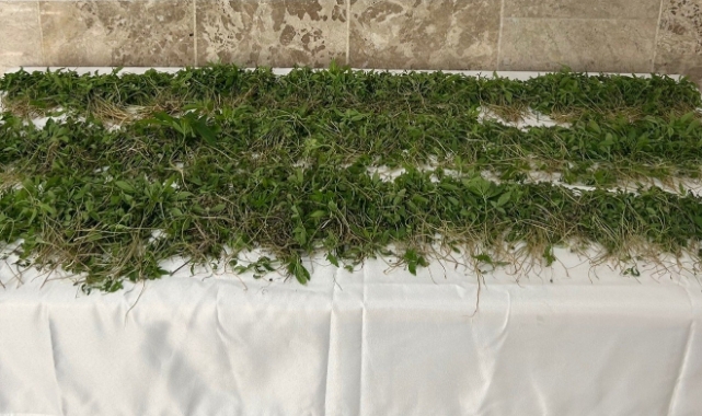 3 Bin 250 Kök Kenevir Ele Geçirildi