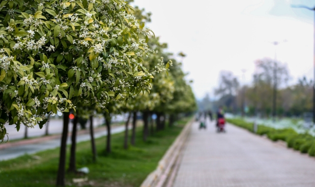 Adana'yı Portakal Çiçeği Kokusu Sardı