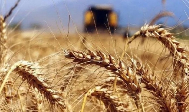 İşte Üreticinin Buğday Müdahale Fiyat Beklentisi