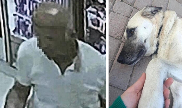 Kaçırılan Sokak Köpeğine Cinsel Saldırı İddiası!