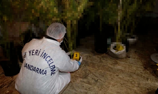 Kiralık Villada Uyuşturucu Serası Kurdular