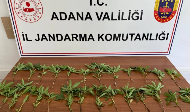 Mısır Tarlasında 46 Kök Kenevir Bulundu