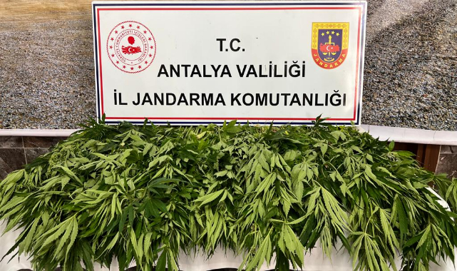 268 Kök Hint Keneviri Ele Geçirildi