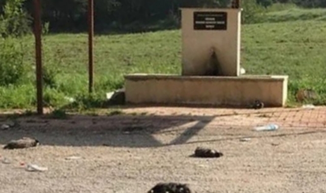 Yavru Köpekleri Silahla Öldürmüşler!