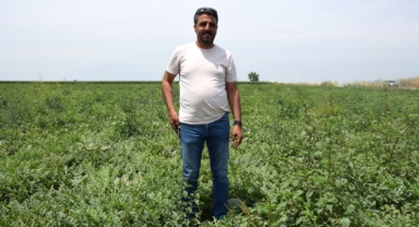 Adanalı Üreticiden Kavun ve Karpuz Müjdesi