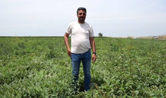 Adanalı Üreticiden Kavun ve Karpuz Müjdesi