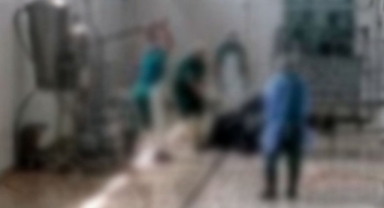 Et ve Süt Kurumu'nda Hayvana İşkence: 2 Gözaltı