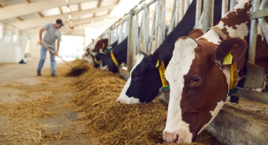 Hayvansal Üretim Konusunda Bir İlk: “Yaşayan Laboratuvar”