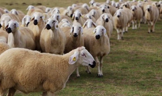 İşte Kurbanlık Fiyatları