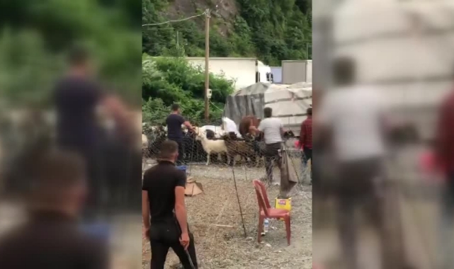 Kaçan Boğa Zor Anlar Yaşattı