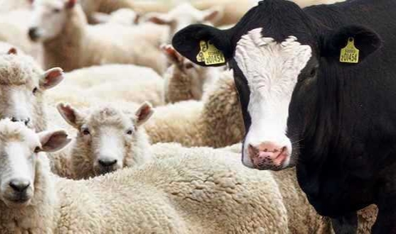 ‘Koyun Kilosu 135, Dana 145, Keçi 110 TL’