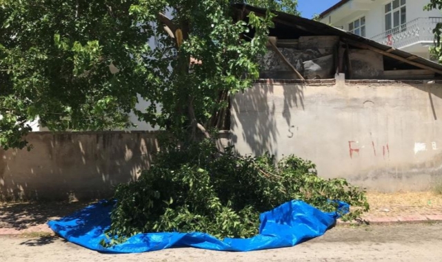 Dut Toplamak İçin Çıktığı Ağaçtan Zemine Düştü
