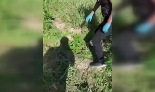 Evinin Bahçesini Hint Keneviri Serasına Çevirmiş