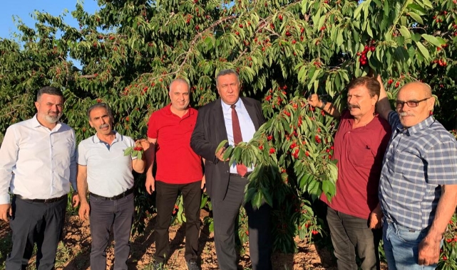 ''Kiraz Ağaçları Dalında Meyvesiyle Kesiliyor''