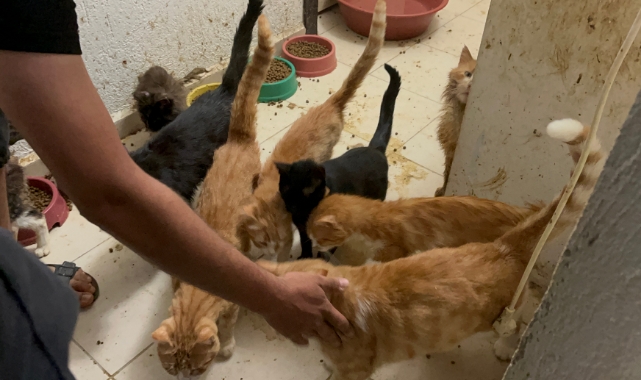 Kötü Şartlarda Kedi Besleyen Kişiye 41 Bin Lira Ceza