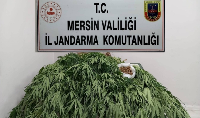 Evinde Uyuşturucu Yetiştiren Zanlı Yakalandı