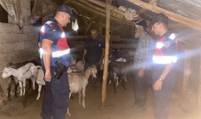Kaybolan 46 Küçükbaşı Jandarma Buldu