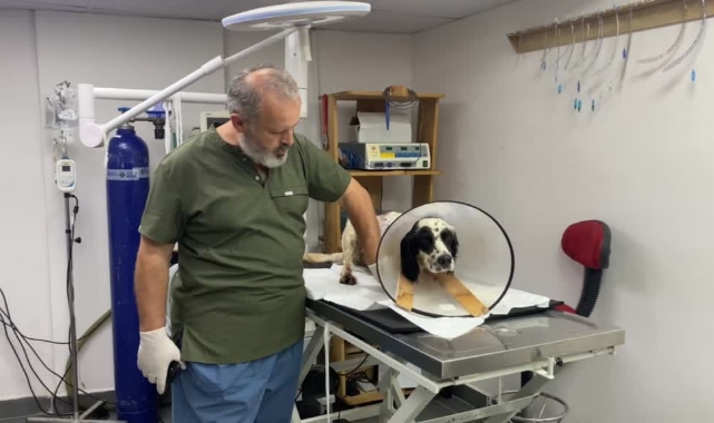 Köpeği Silahla Vurmuşlar!