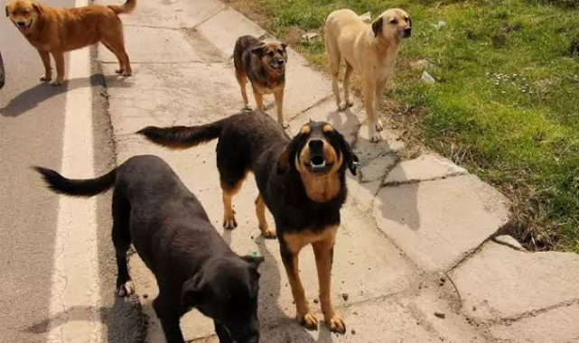 Sahipsiz Köpekler Motosikletliye Saldırdı