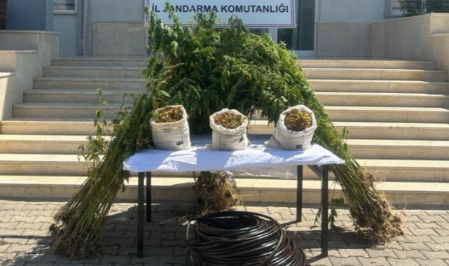 Uyuşturucuları Ormanlık Alana Ekmiş