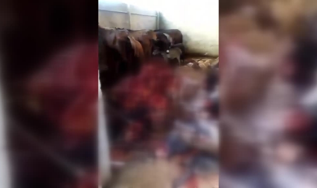 At Ve Eşek Kesip, Etlerini Satıyorlarmış!